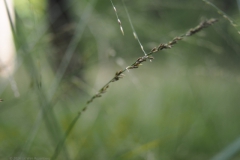 gras#(20241007) grassen