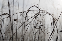 gras#(20211010)d grassen