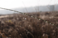 gras#(20211010)a  grassen