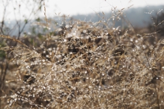 gras#(20211010)b  grassen