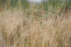 gras#(20211010)c grassen