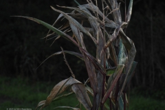gras#(20231014) grassen