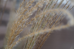 gras#(20201017) grassen