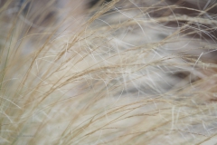 gras#(20201017) grassen