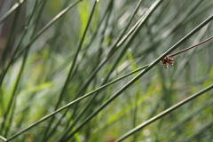 gras#(20191027) grassen