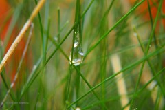 gras#(20191027)  grassen