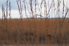 gras#(20211113) grassen