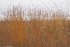 gras#(20211124) grassen