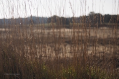 gras#(20201205)a flora