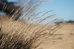 gras#(20201205)b grassen