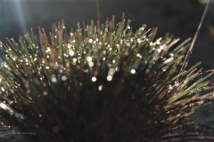 gras#(20201205)c  grassen