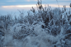 gras#(20221214)a grassen