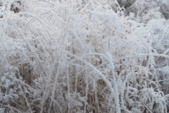 gras#(20221214)b  grassen