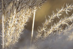 gras#(20200106)a grassen