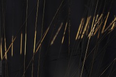 gras#(20200106)b grassen