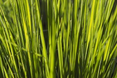 gras#(20190601) grassen
