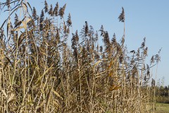 gras#(20191108)a grassen