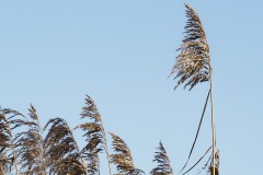 gras#(20191108)b grassen