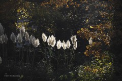 gras#(20191120) grassen