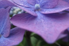 hortensia#(20120720) hortensia