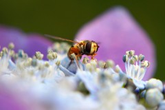 hortensia#(20170706)a  hortensia