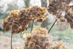 hortensia#(20180206)  hortensia