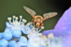 hortensia#(20170706)b  hortensia