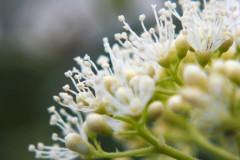 hortensia#(20170612)  hortensia