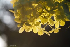 hortensia#(20180728)  hortensia