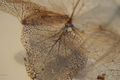 hortensia#(20221014) hortensia