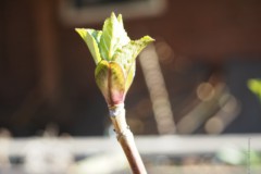hortensia#(20260303) hortensia