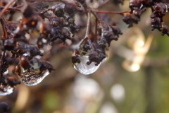 hortensia#(20160305 )hortensia