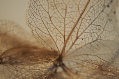 hortensia#(20170419)  hortensia