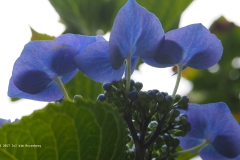 hortensia#(20170702)  hortensia