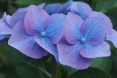 hortensia#(20160705 )hortensia