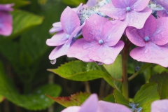 hortensia#(20160713) hortensia