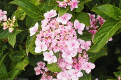 hortensia#(20250714)a hortensia