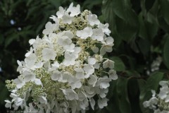 hortensia#(20250714)d hortensia