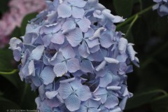 hortensia#(20250714)e hortensia