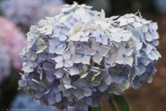 hortensia#(20250714)f hortensia