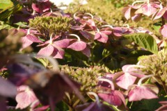 hortensia#(20140824) hortensia