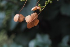 hortensia#(20160905) hortensia