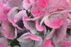 hortensia#(20160912) hortensia