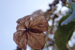 hortensia#(20141004) hortensia
