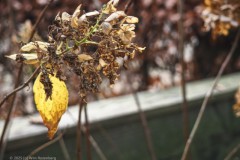 hortensia#(20251204) hortensia