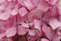 hortensia#(20180702)  hortensia