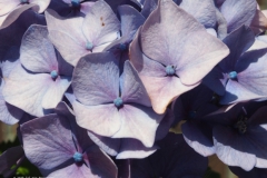 hortensia#(20230713)c hortensia