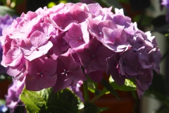hortensia#(20230713)b hortensia