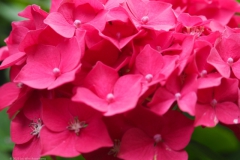 hortensia#(20230713)a hortensia