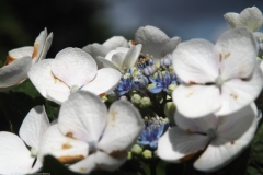 hortensia#(20230713)d hortensia